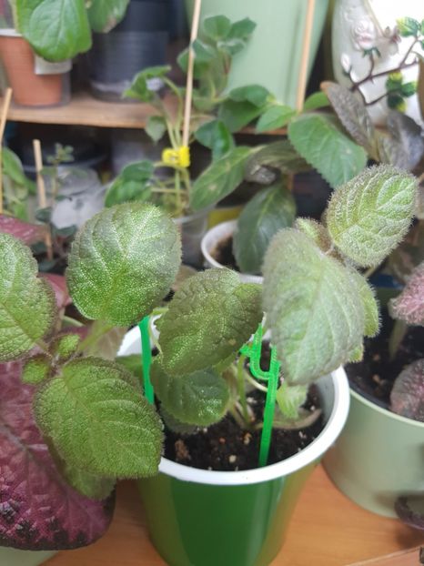  - EPISCIA