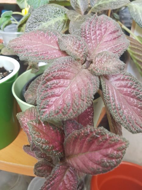  - EPISCIA