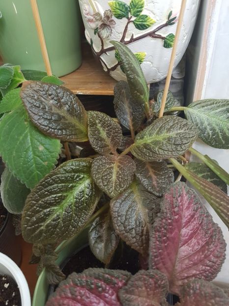  - EPISCIA