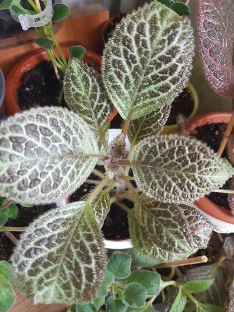  - EPISCIA