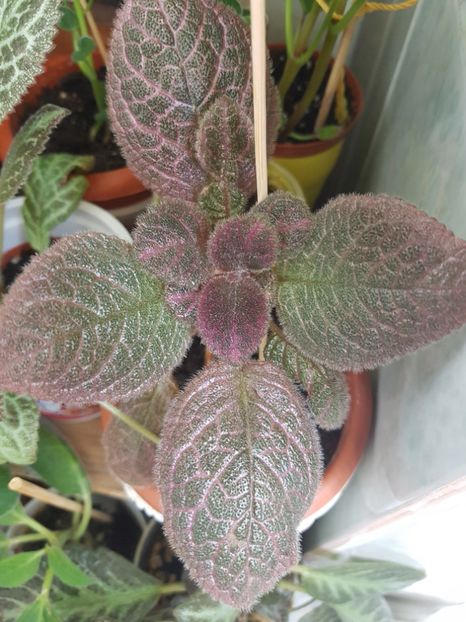  - EPISCIA
