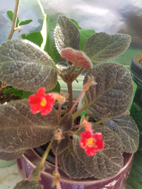  - EPISCIA