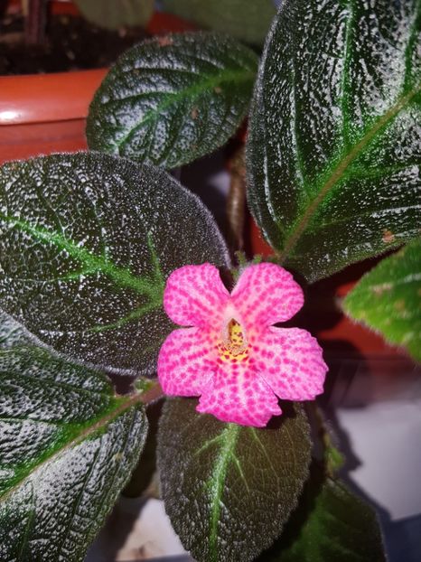  - EPISCIA