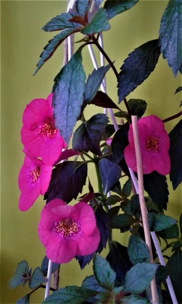 20190927_083129-5 - achimenes diverse varietatii 27 09 2019