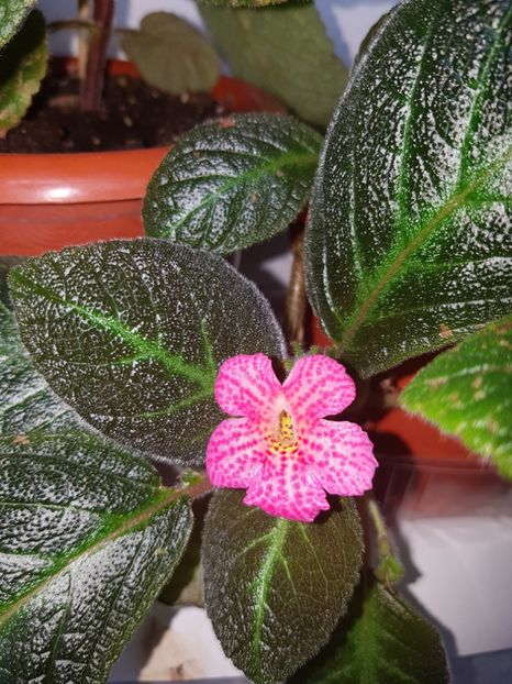  - EPISCIA