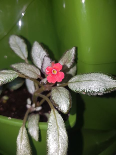  - EPISCIA