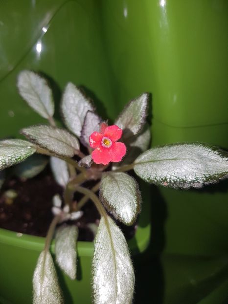  - EPISCIA