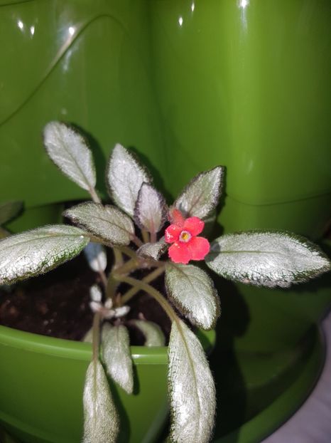  - EPISCIA