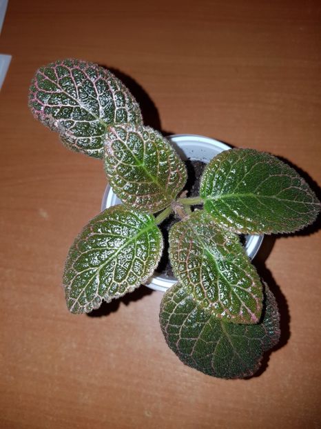  - EPISCIA