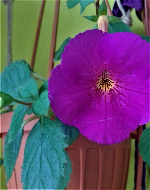 20190927_083537-6 - achimenes diverse varietatii 27 09 2019