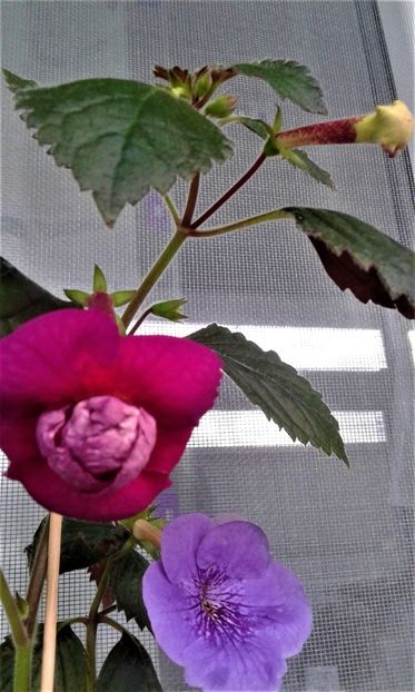 20190927_084040-8 - achimenes diverse varietatii 27 09 2019