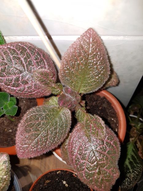  - EPISCIA