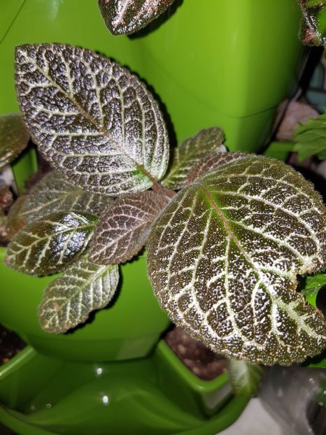  - EPISCIA