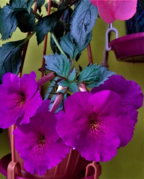 20190927_083938-9 - achimenes diverse varietatii 27 09 2019