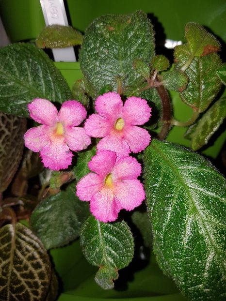  - EPISCIA