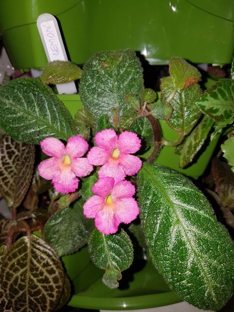  - EPISCIA