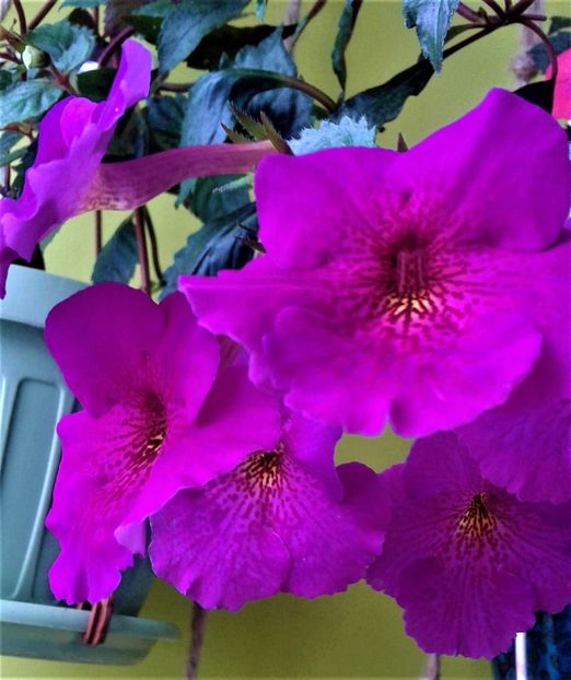 20190927_083117-10 - achimenes diverse varietatii 27 09 2019