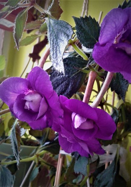 20190927_083510-11 - achimenes diverse varietatii 27 09 2019