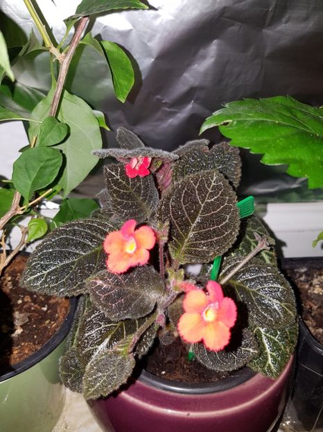  - EPISCIA