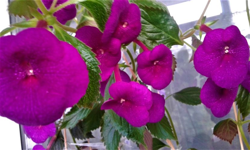 20190927_084233-13 - achimenes diverse varietatii 27 09 2019