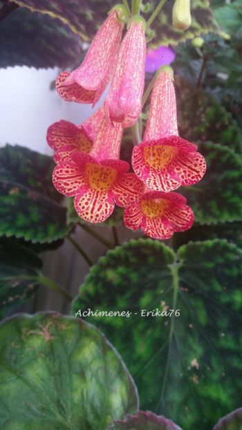  - 01 - Smithiantha 2019