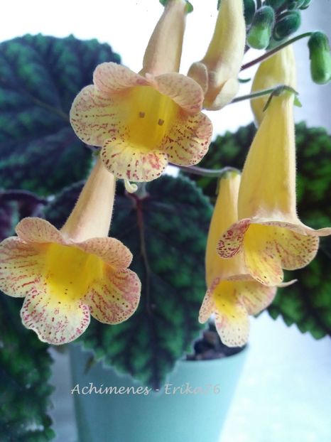  - 01 - Smithiantha 2019