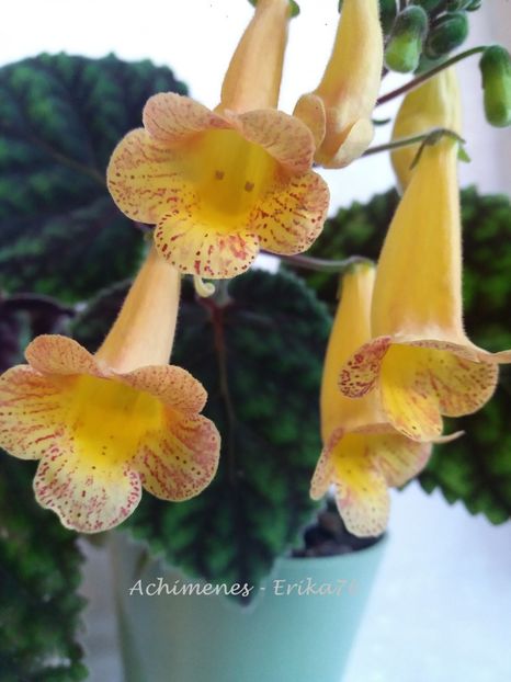  - 01 - Smithiantha 2019