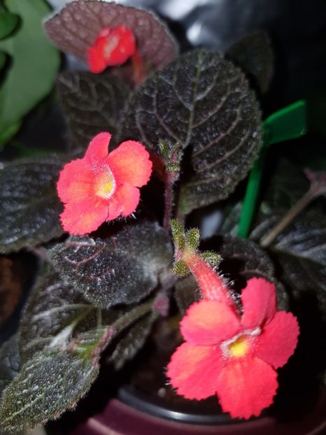  - EPISCIA