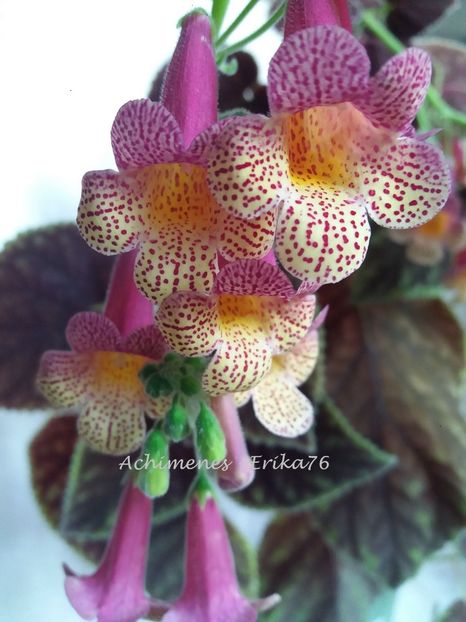  - 01 - Smithiantha 2019