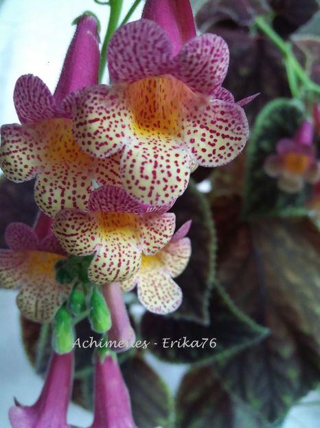  - 01 - Smithiantha 2019