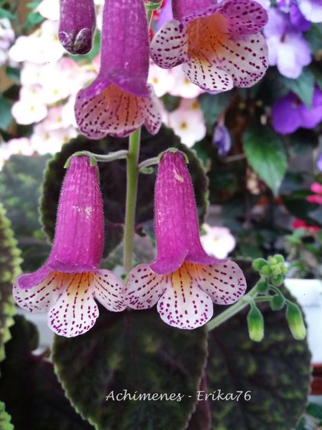  - 01 - Smithiantha 2019