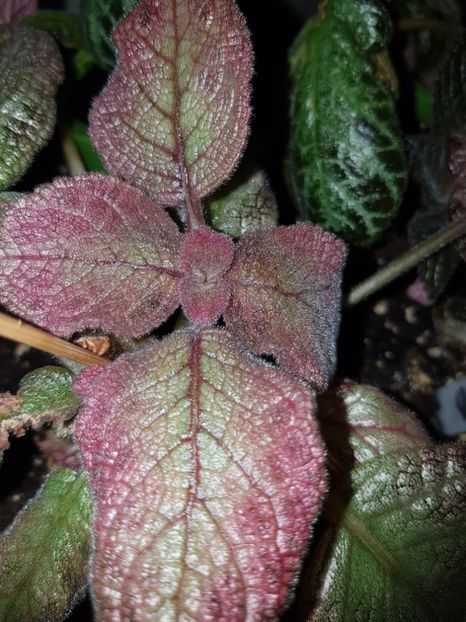  - EPISCIA