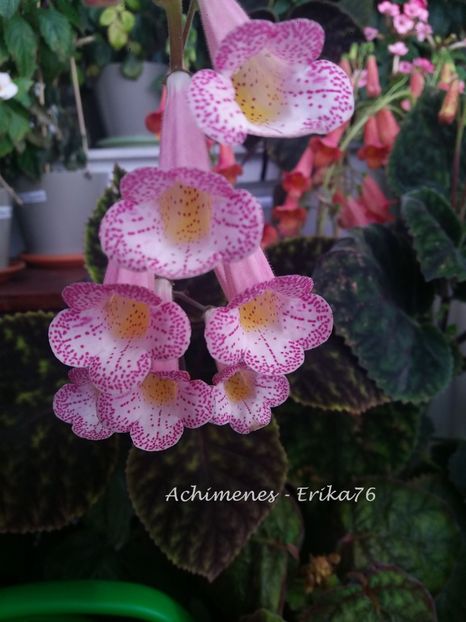  - 01 - Smithiantha 2019