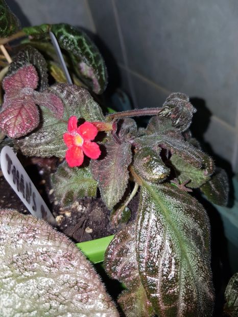  - EPISCIA