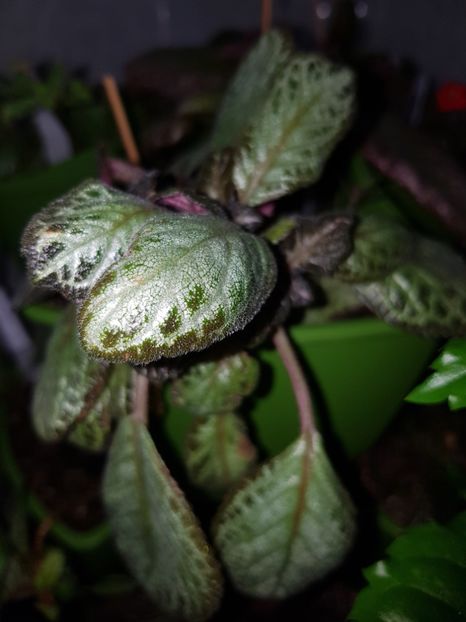  - EPISCIA