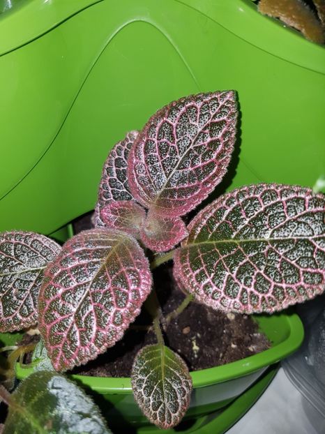  - EPISCIA