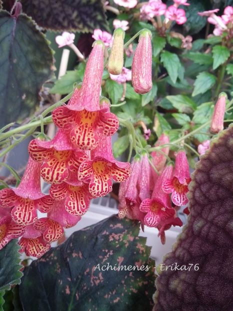  - 01 - Smithiantha 2019