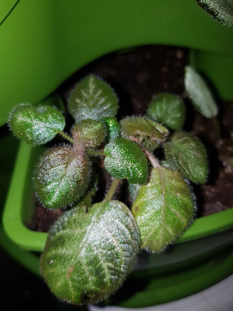  - EPISCIA