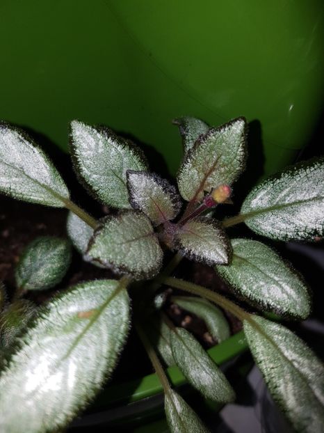  - EPISCIA