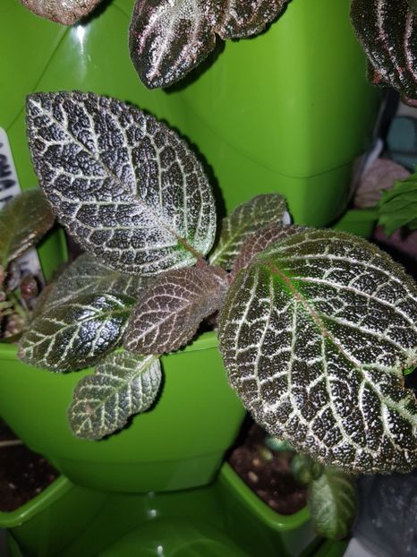  - EPISCIA