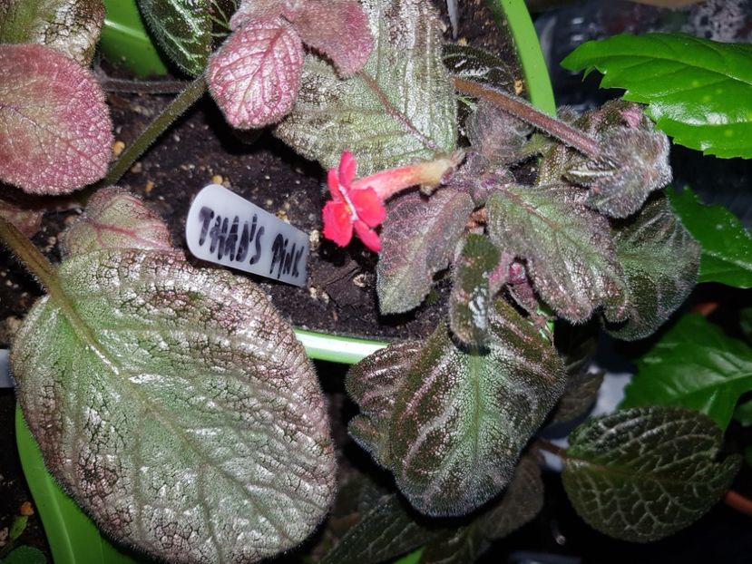  - EPISCIA
