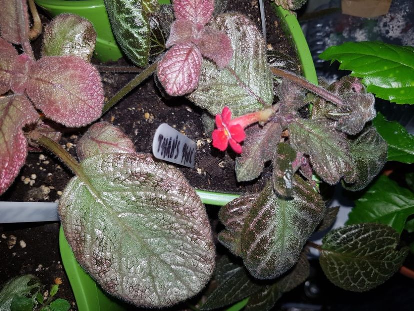  - EPISCIA