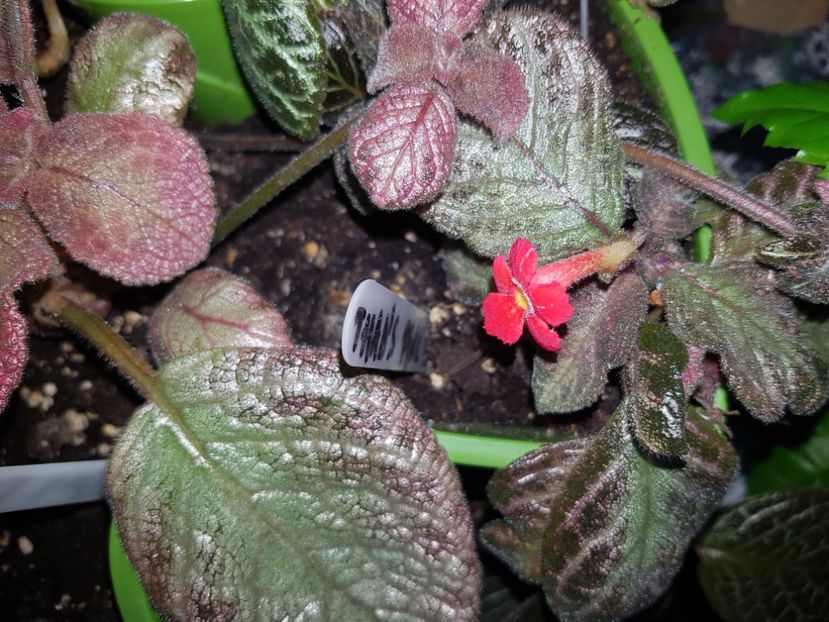  - EPISCIA