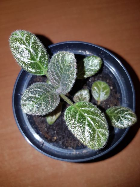  - EPISCIA
