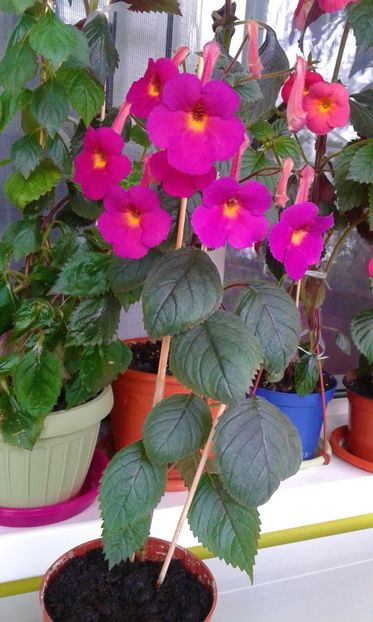 20190927_131652 (2) - achimenes diverse varietatii 27 09 2019