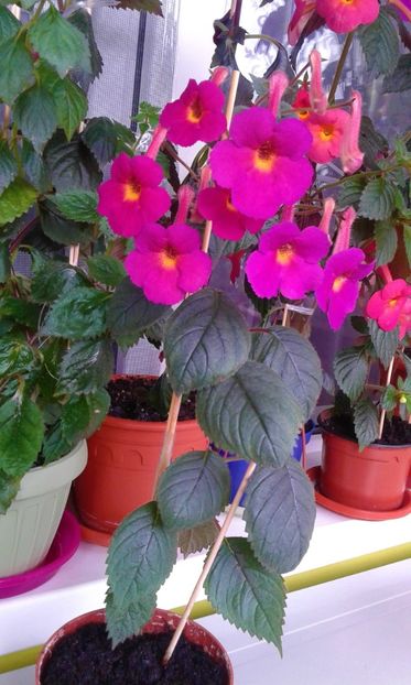 20190927_131704 (2) - achimenes diverse varietatii 27 09 2019