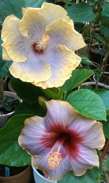  - Hibiscus Lucy