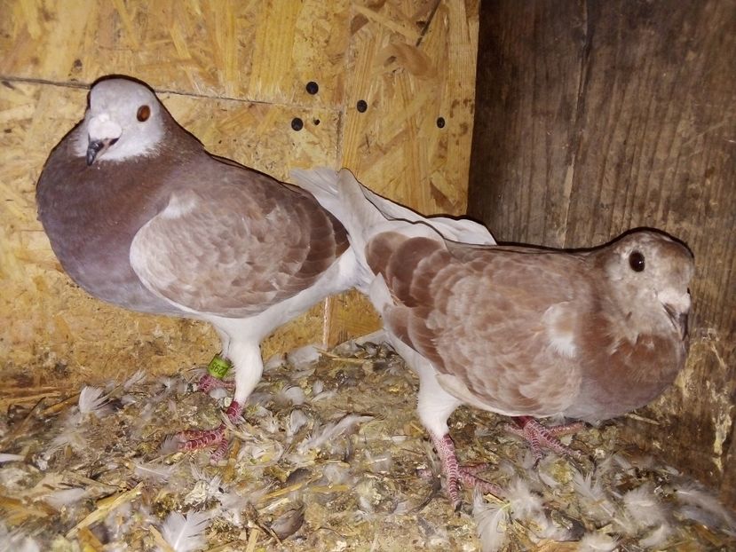  - Pui de porumbei voiajori 2019