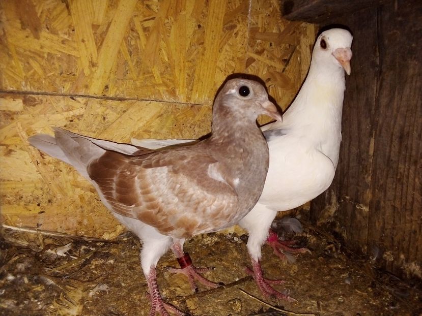  - Pui de porumbei voiajori 2019