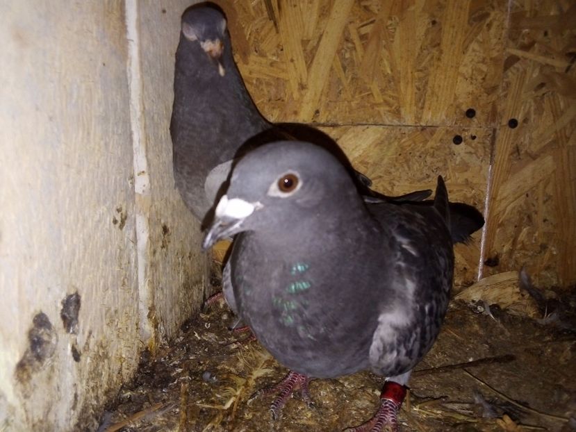  - Pui de porumbei voiajori 2019